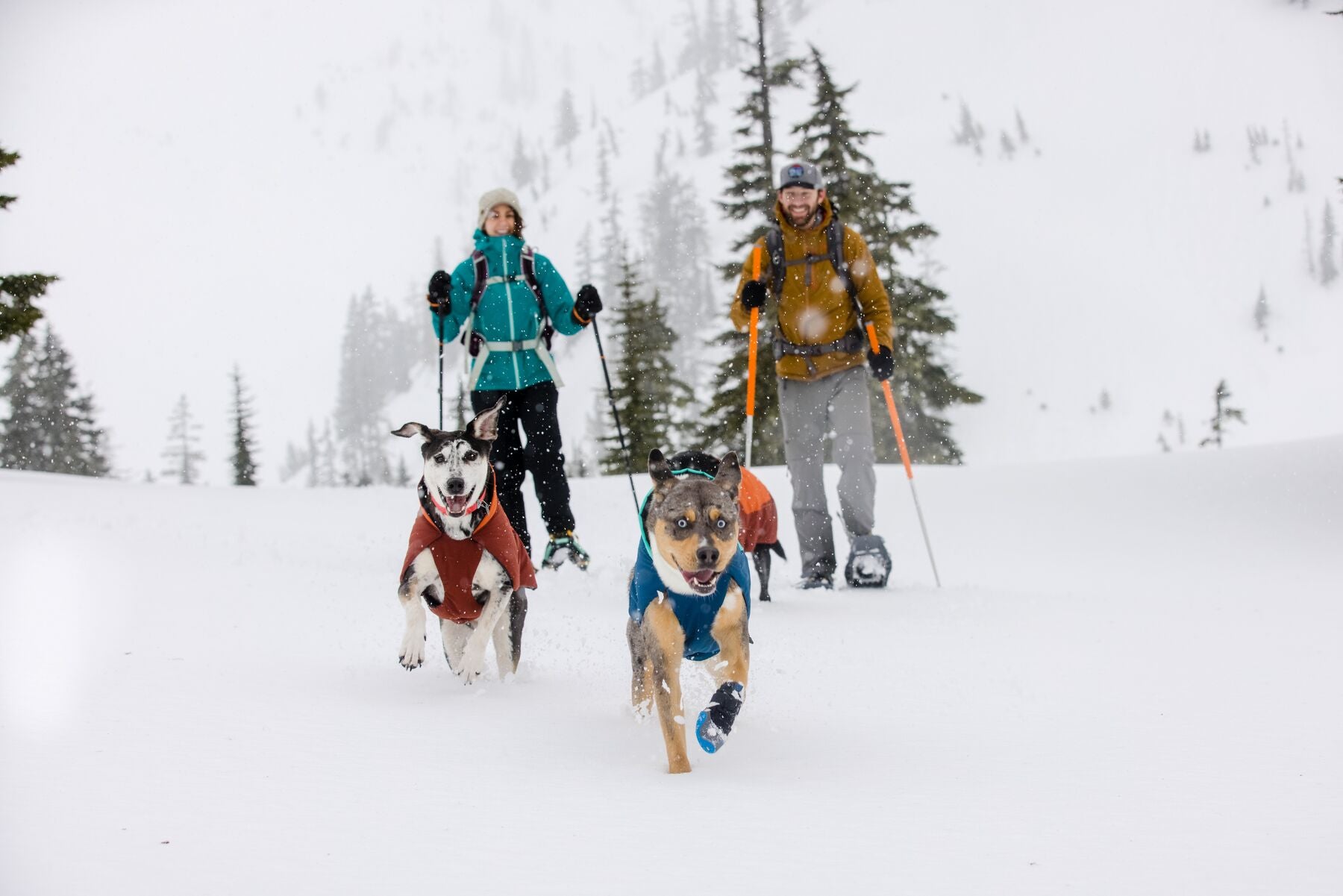 Snow gear hot sale for dogs