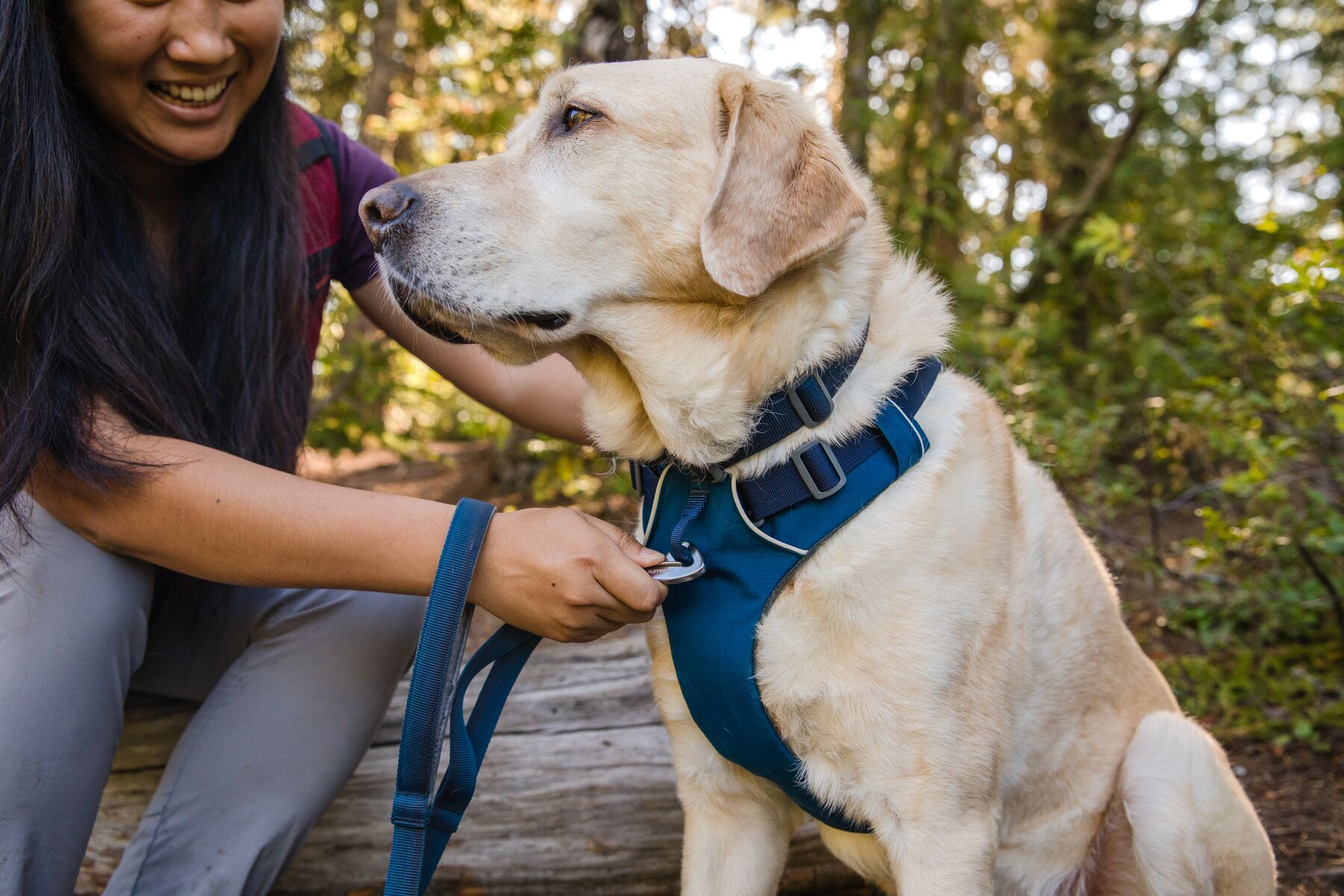 Dog Harnesses Dog Walking Accessories Mountain Dog UK