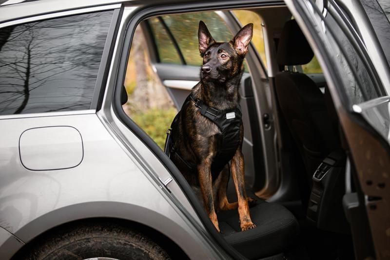 Dog Car Safety | Harnesses & Attachments | Mountain Dog UK