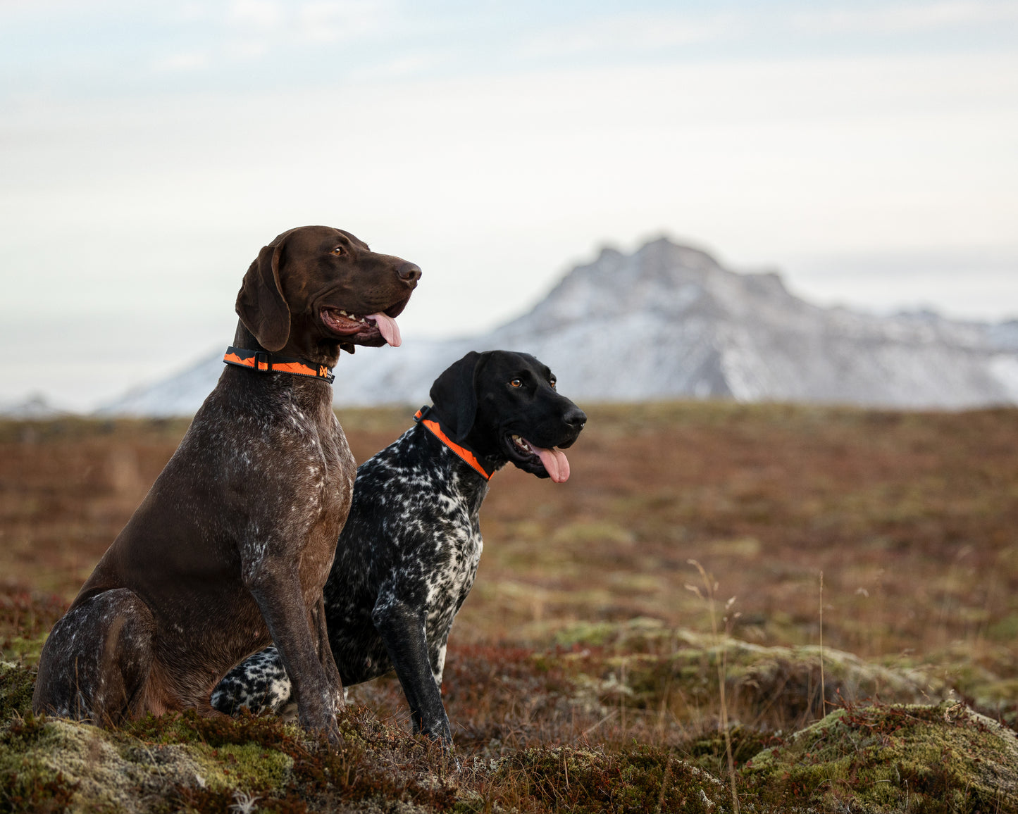 Non-stop - Trail Quest Collar