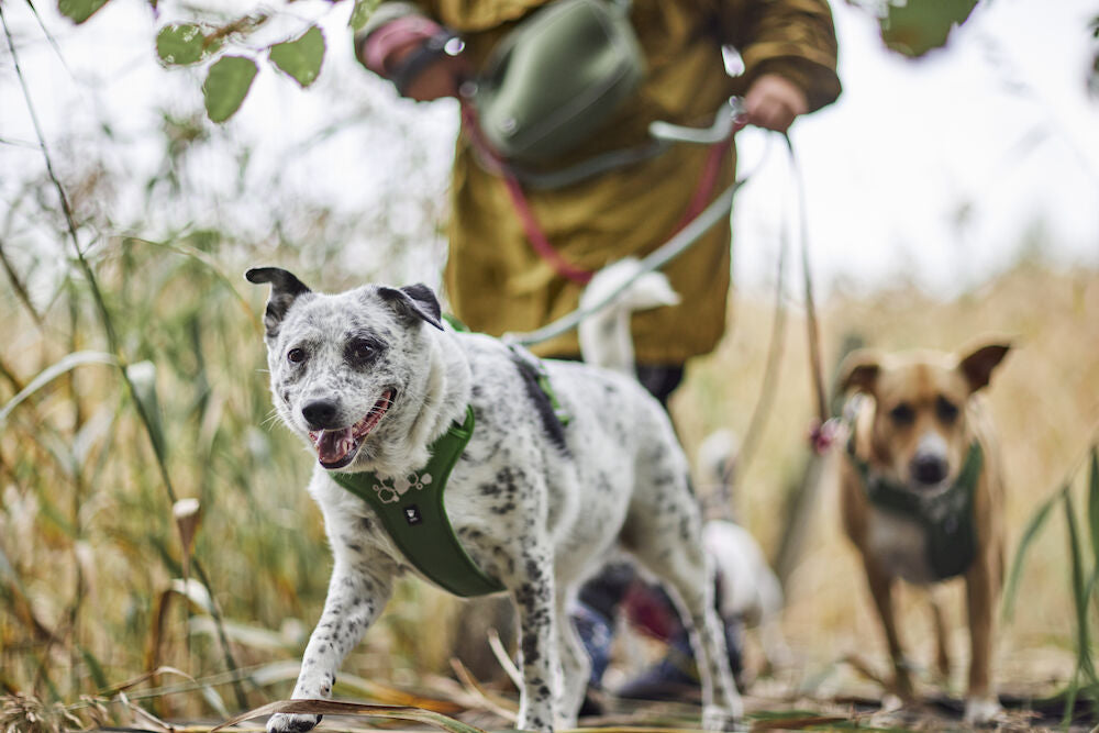 Hurtta - Weekend Warrior Harness II ECO *20% OFFER*