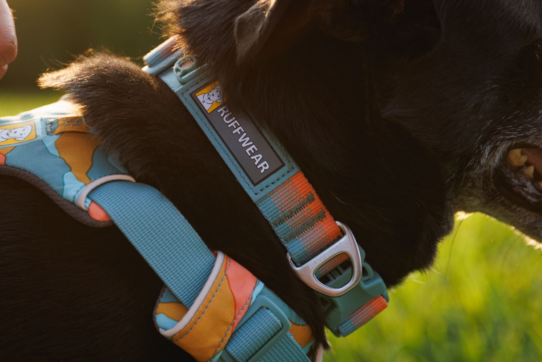 Front Range Collar Ruffwear Mountain Dog UK