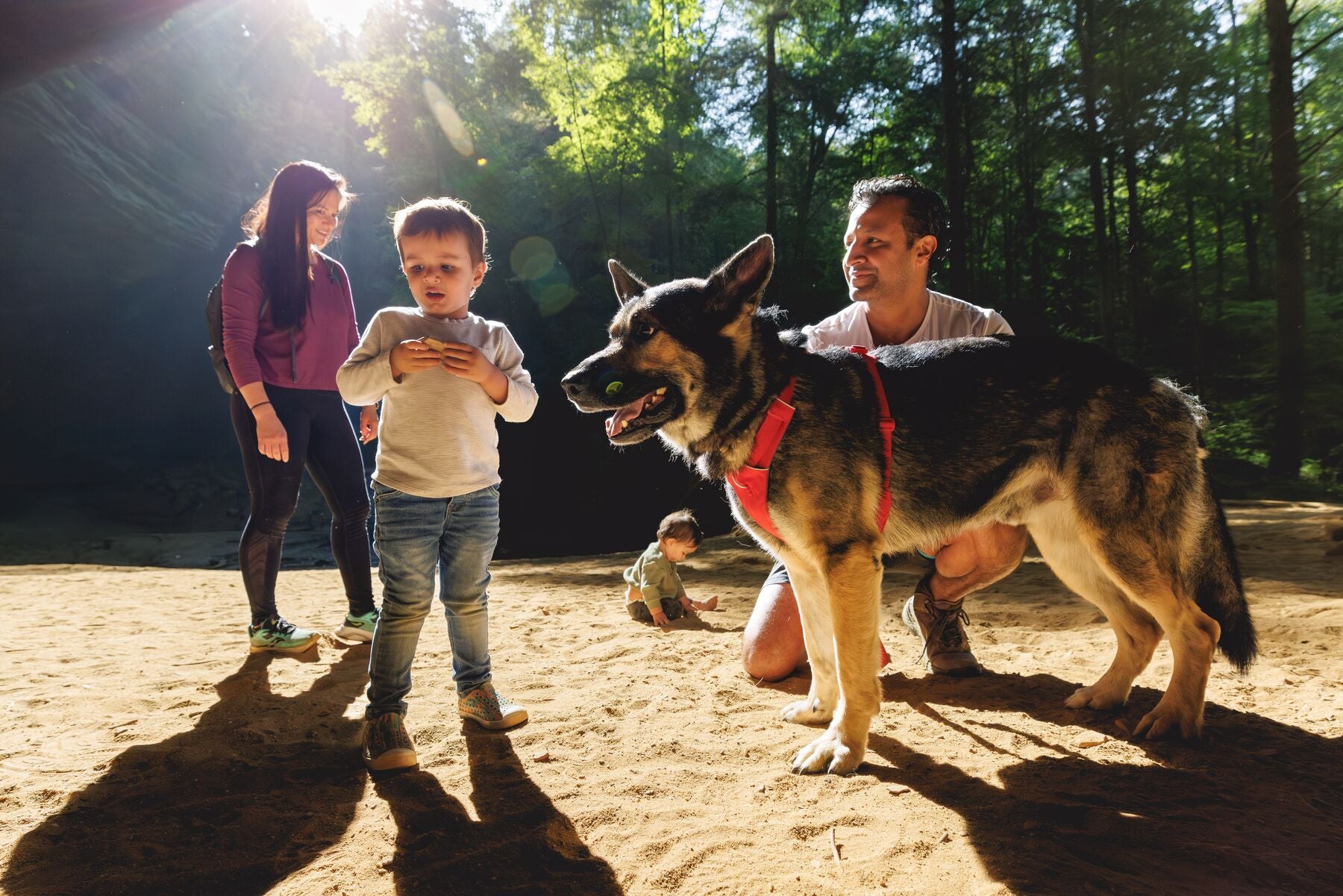 Front Range Harness Ruffwear Mountain Dog UK