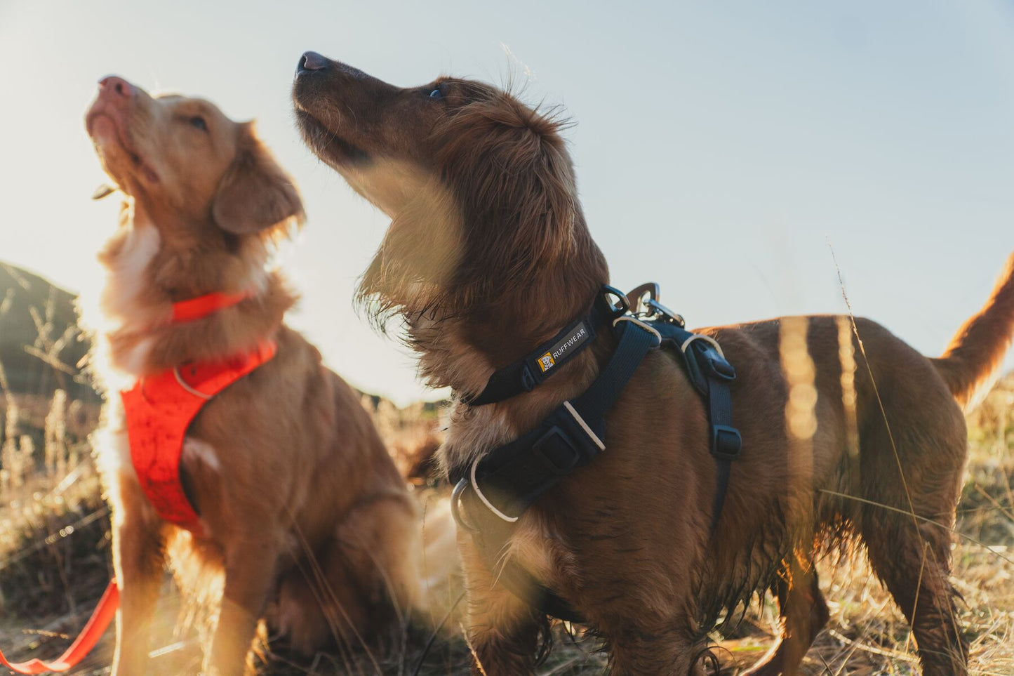 Ruffwear - Front Range Collar