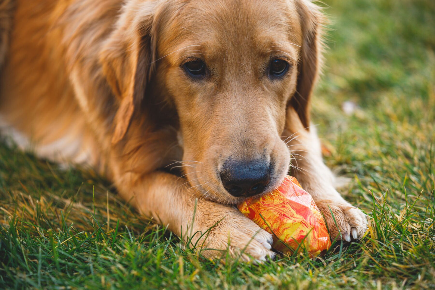 Ruffwear - Gnawt-a-Cone