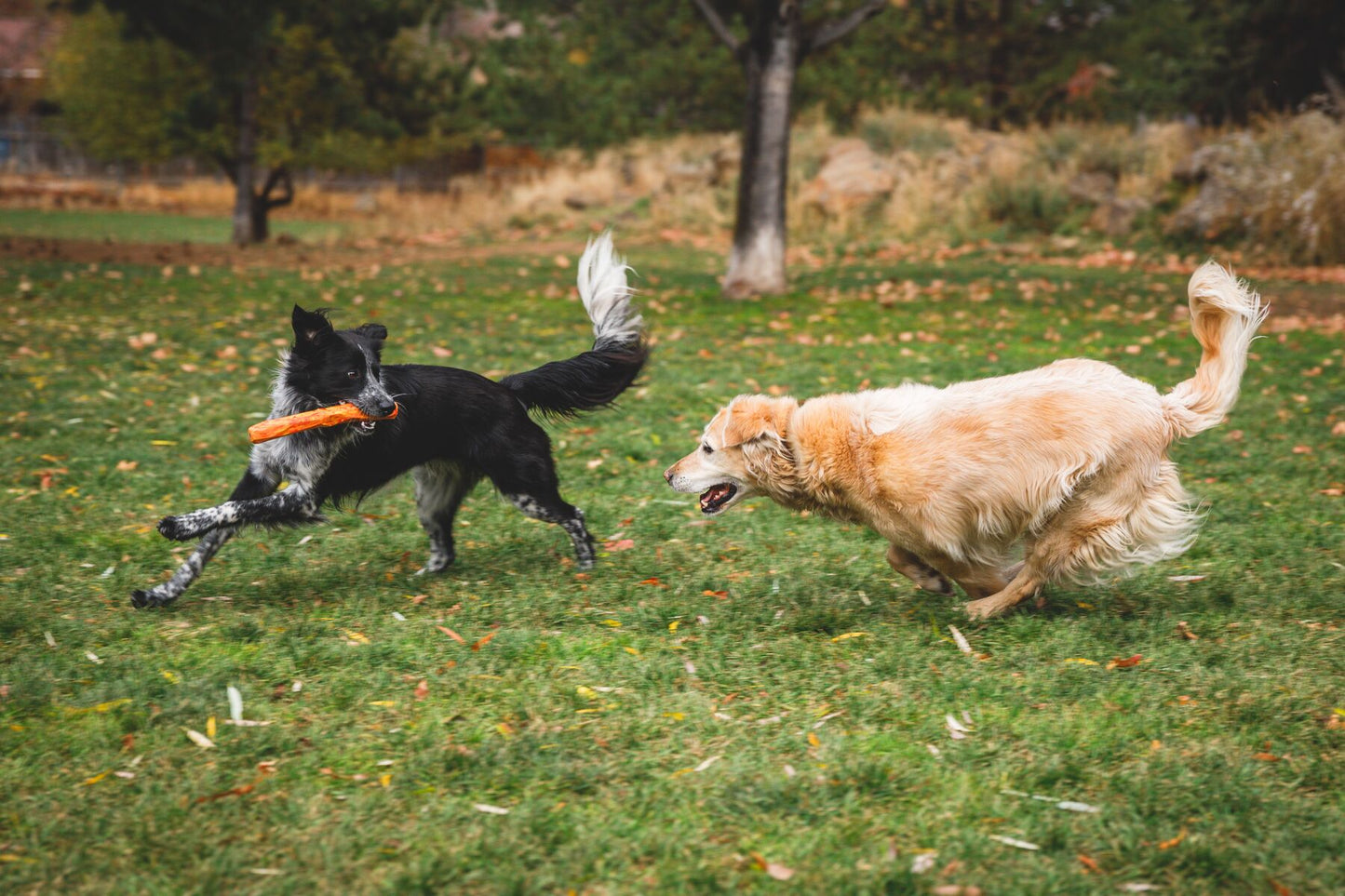 Ruffwear - Gnawt-a-Stick