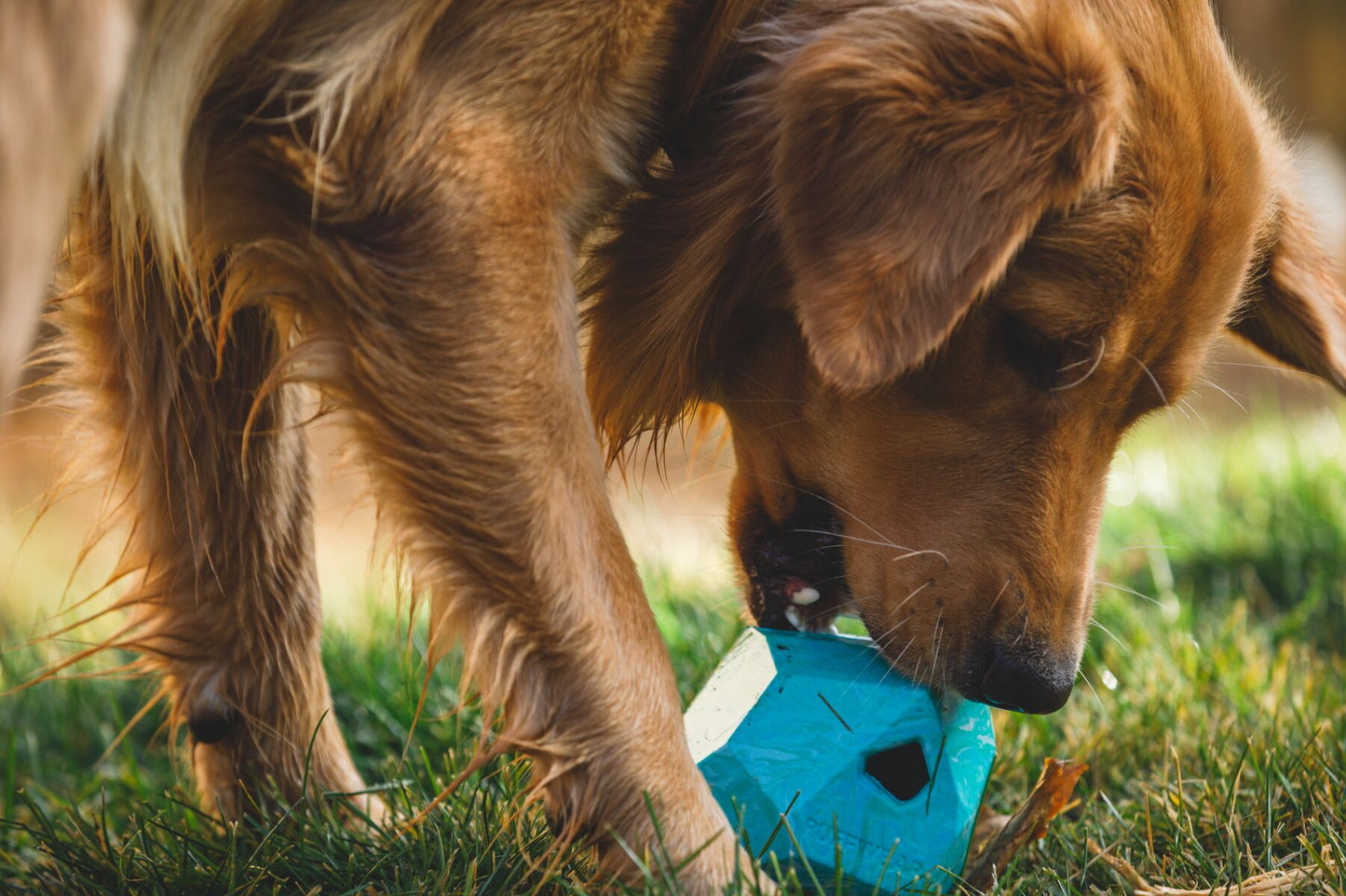 Ruffwear - Gnawt-a-Rock