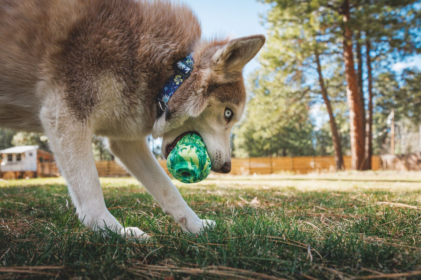 Ruffwear - Morel Mushroom - Treat Toy