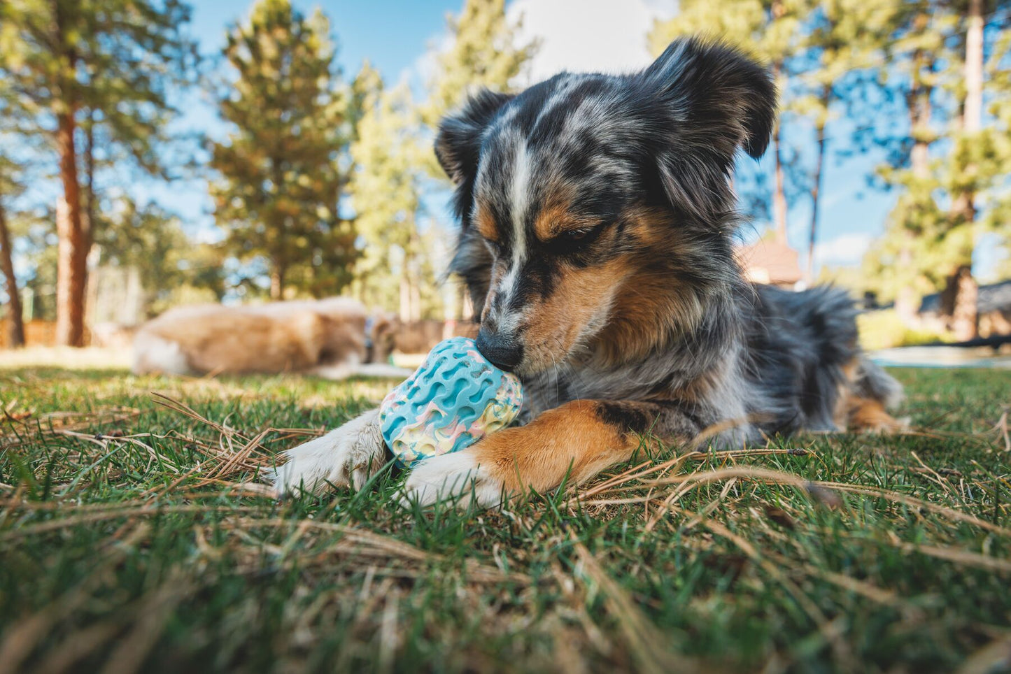 Ruffwear - Morel Mushroom - Treat Toy