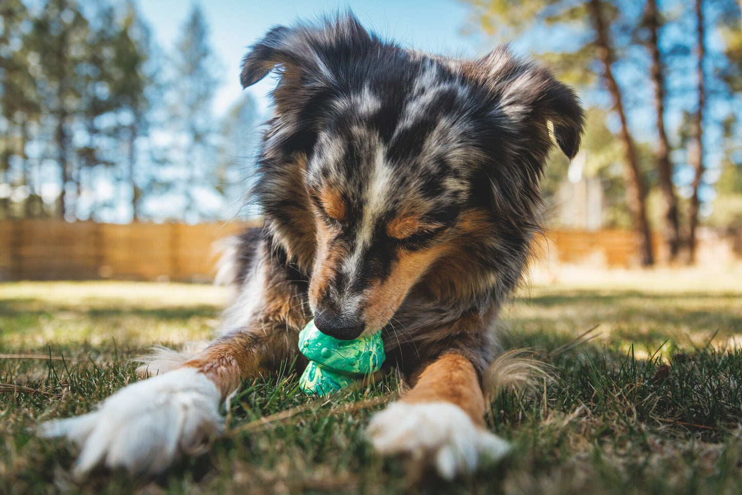 Ruffwear - Toadstool Mushroom - Treat Toy