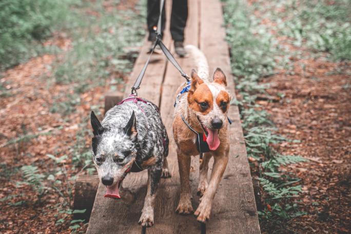 Running leash for outlet two dogs