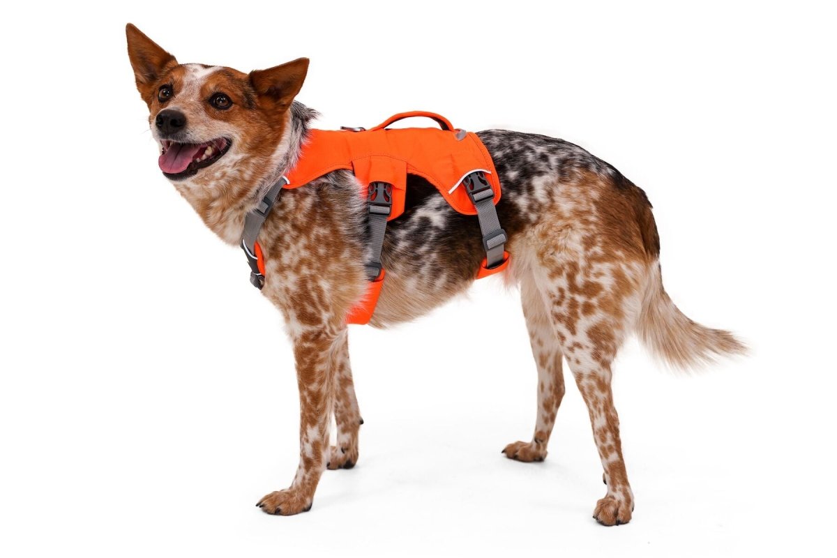 Ruffwear web shop harness